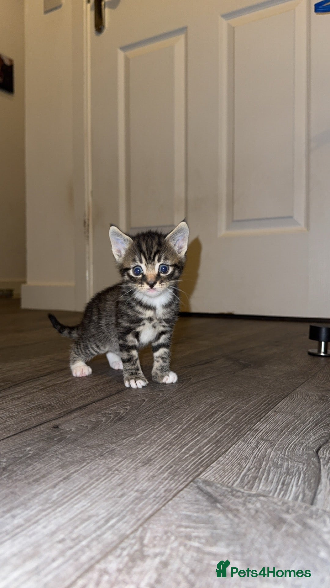 Mixed Breed cats Beautiful litter of four kittens  - Advert 14