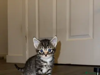Mixed Breed cats Beautiful litter of four kittens - Advert 14