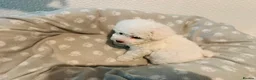Bichon Frise dogs for sale: BICHON FRISE - GIRL - Advert 6