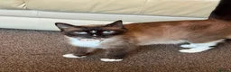 British Shorthair cats for sale: Ragdoll/ British Short Hair Mixed Breed Female Cat - Advert 6