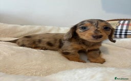Dachshund dogs for sale: Dachshund long haired miniature - Image 12