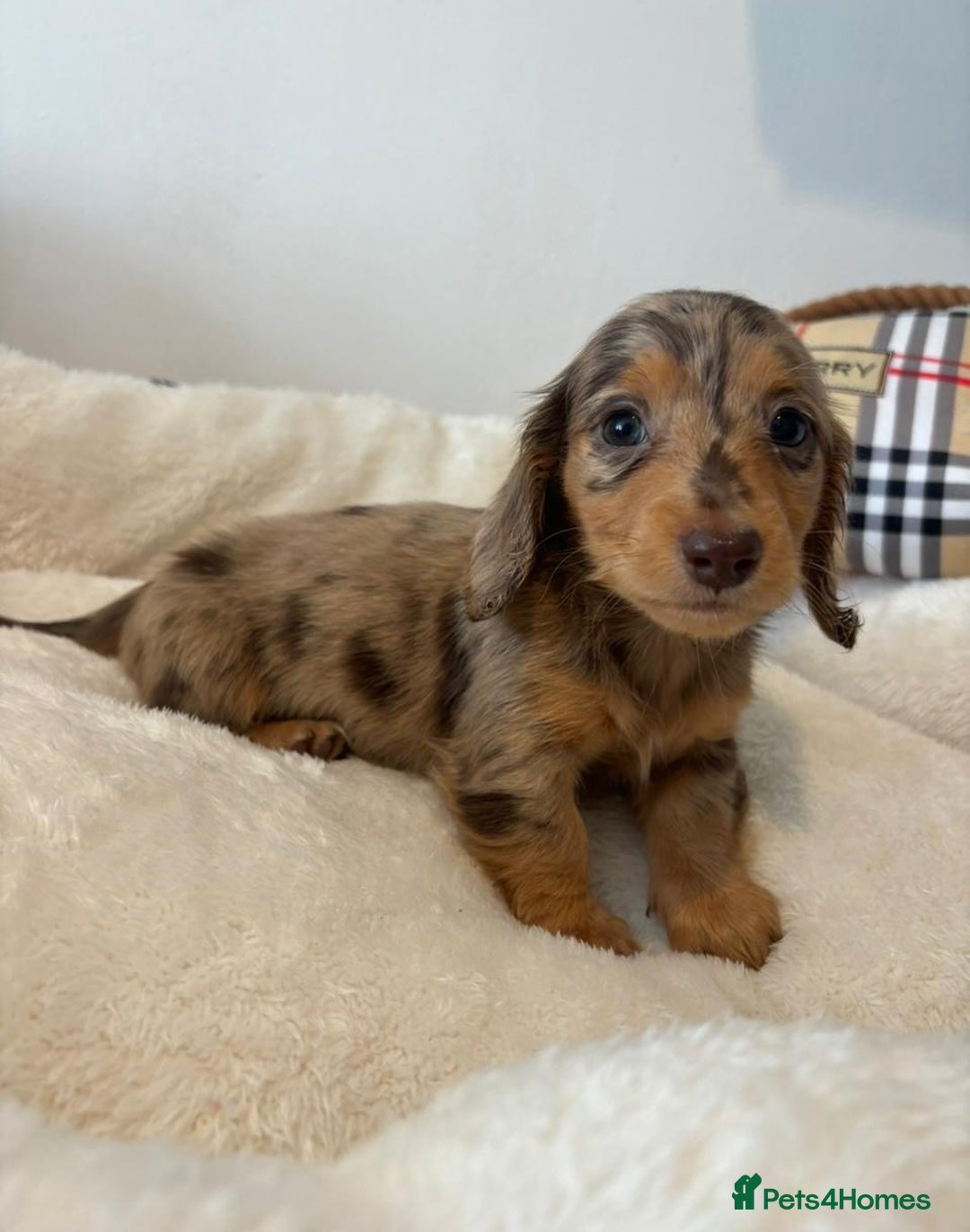 Dachshund dogs for sale: Dachshund long haired miniature - Image 12