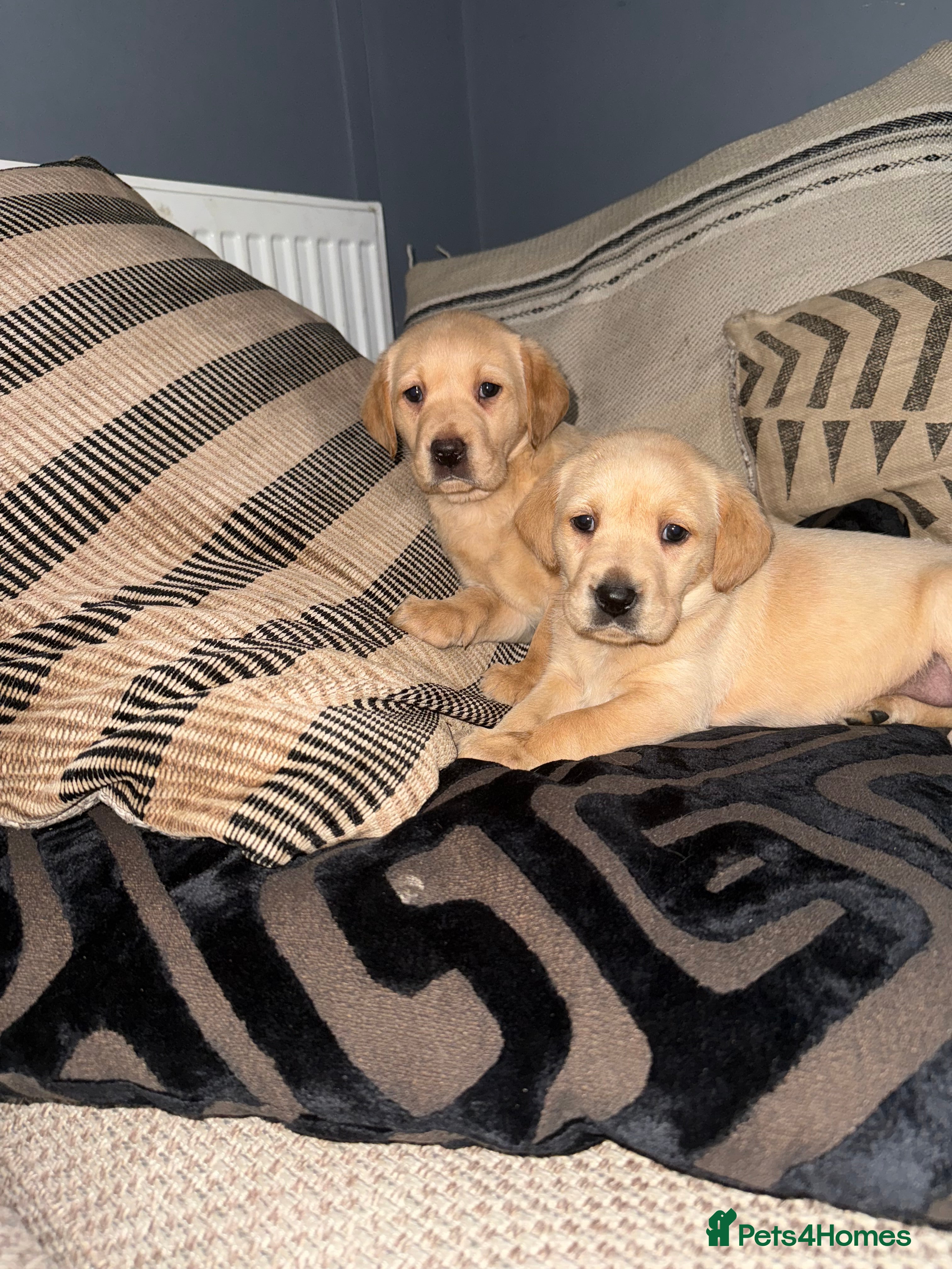 Labrador Retriever dogs Ftch kc reg labrador puppies  - Advert 1
