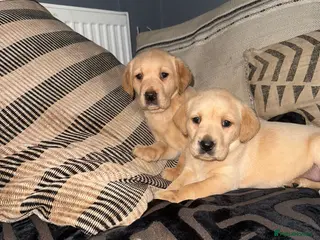Labrador Retriever dogs Ftch kc reg labrador puppies - Advert 1