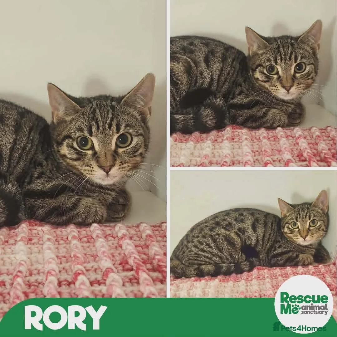 Mixed Breed cats for adoption: Rory - shy sweet boy - Advert 2