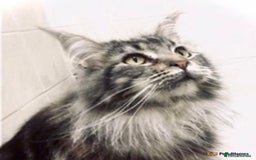 Maine Coon cats for sale: Maine Coon Kittens - Image 12