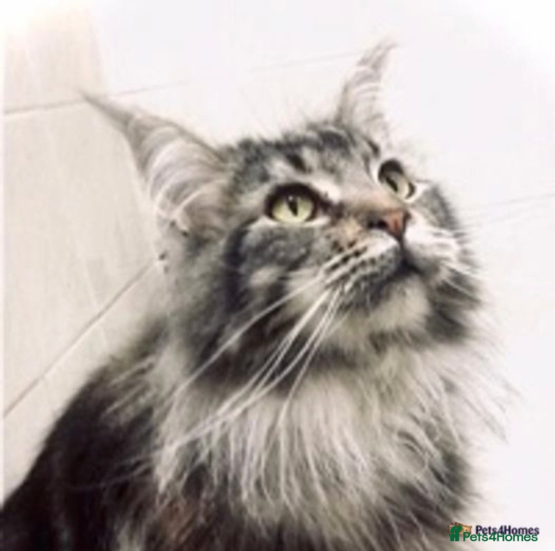 Maine Coon cats for sale: Maine Coon Kittens - Image 12