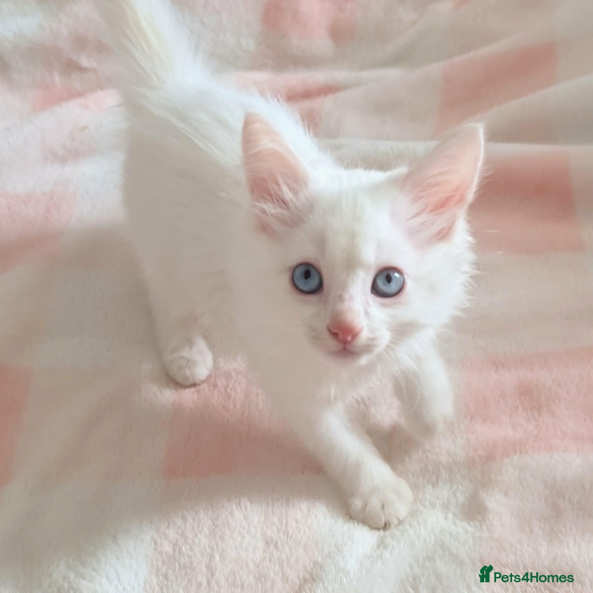 Turkish Angora cats Blue Eyed Fluffy Turkish Angora Kitten - Advert 1