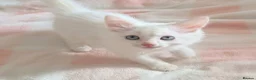 Turkish Angora cats for sale: Blue Eyed Fluffy Turkish Angora Kitten - Advert 3