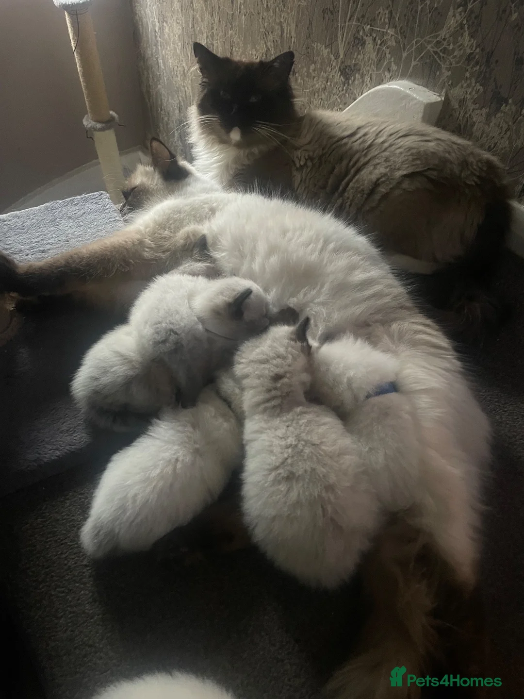 Ragdoll cats for sale: Beautiful chunky pure Ragdoll kittes - Advert 16