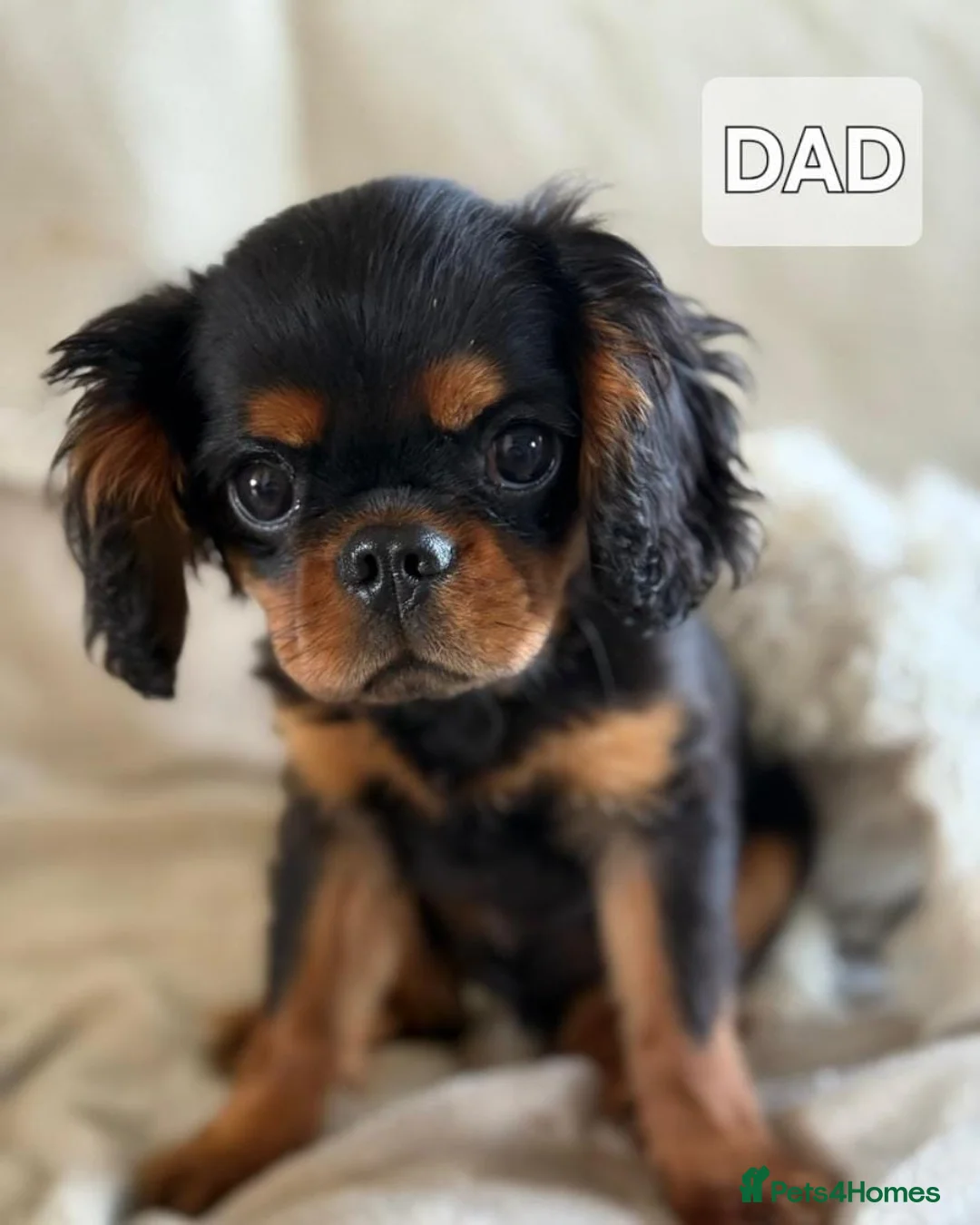 Cavapoo dogs for sale: Health tested stunning cavapoo puppies - Advert 8