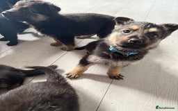German Shepherd dogs for sale: German shepherd puppies  - Image 33