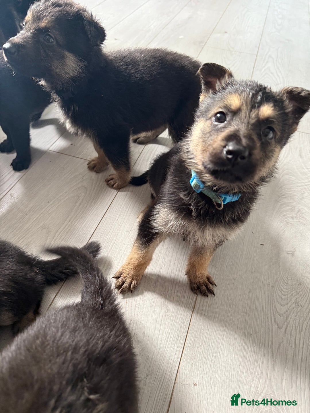 German Shepherd dogs for sale: German shepherd puppies  - Image 33