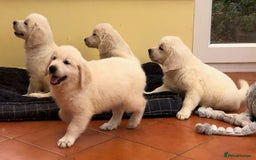 Golden Retriever dogs for sale: Home bred Chunky cream Goldie pups - Image 6