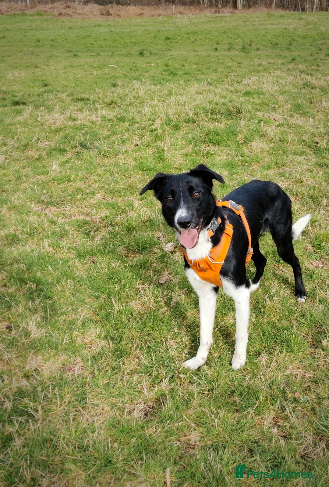 Mixed Breed dogs for sale: Rehoming adult dog - Advert 1