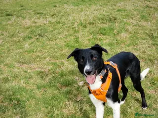 Mixed Breed dogs Rehoming adult dog - Advert 3