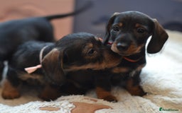Miniature Dachshund dogs for sale: KC reg miniature wire haired dachshund puppies - Image 4