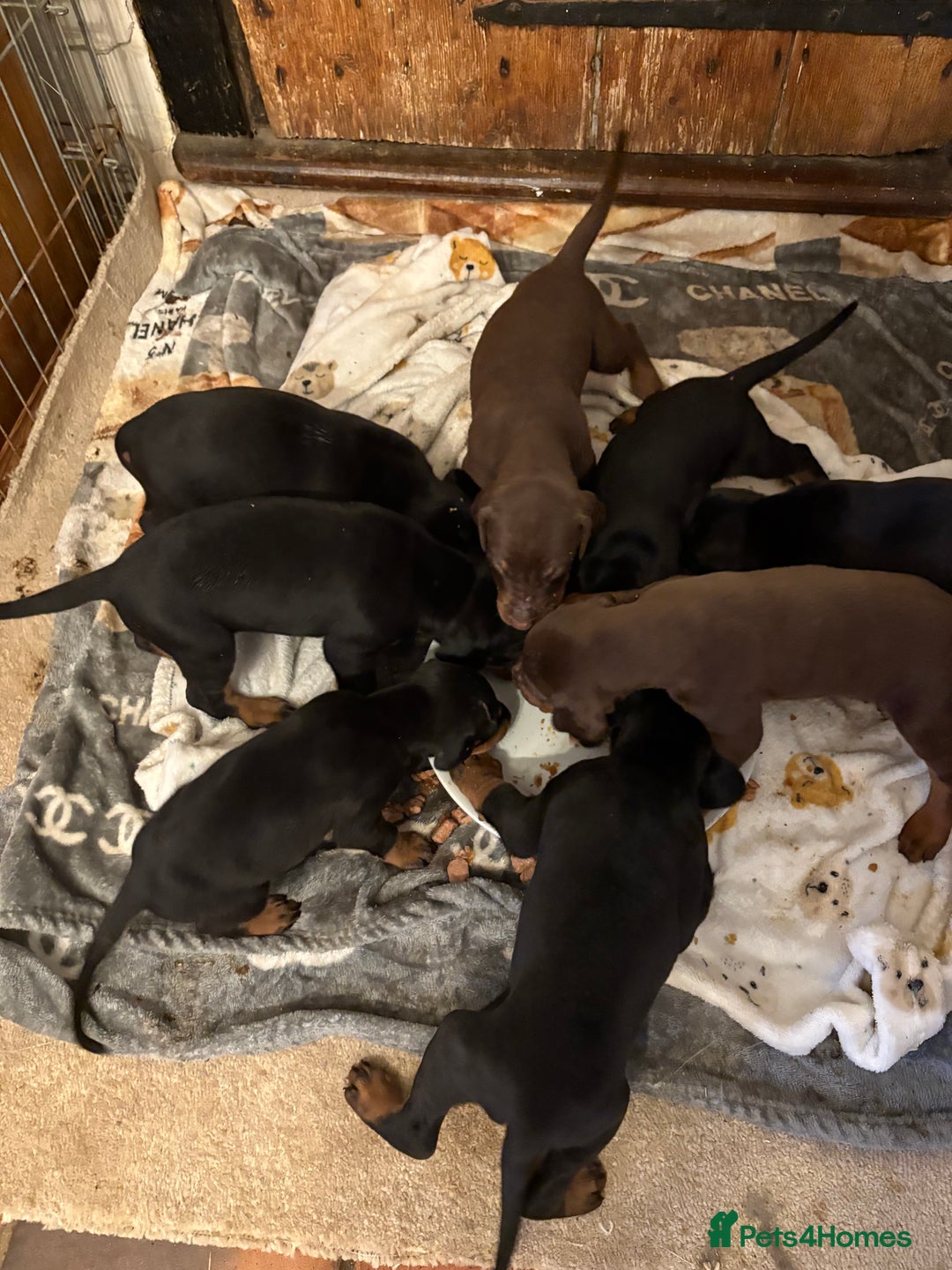 Dobermann dogs for sale: Working doberman - Advert 3