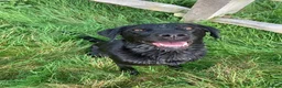 Labrador Retriever dogs for sale: Kc registered pedigree working labradors  - Advert 4