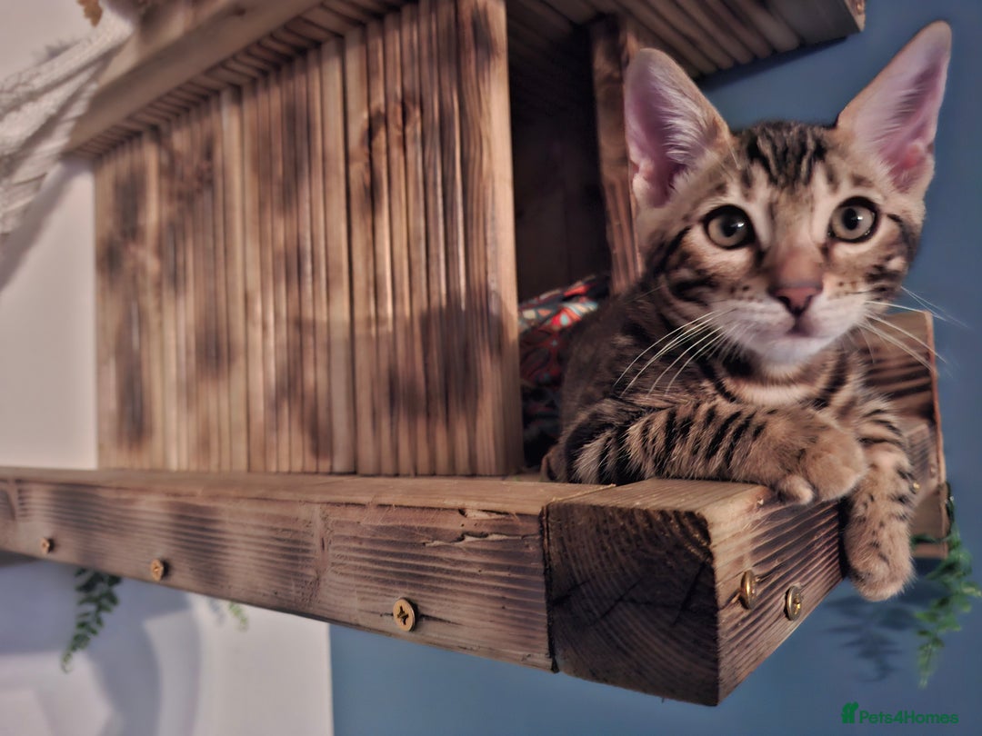 Bengal cats for sale: Show quality pure bengal kittens. - Image 39