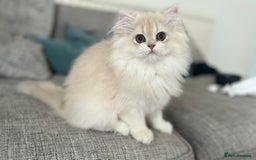British Longhair cats for sale: Lilac golden shaded kittens (cy12) - Image 3