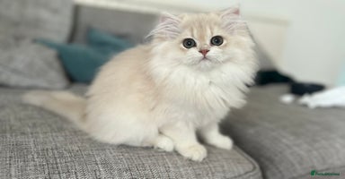 British Longhair cats - Advert 6