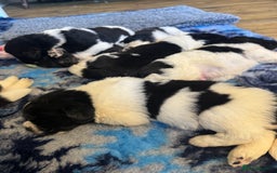 Newfoundland dogs for sale: QUALITY KC REGISTERED NEWFOUNDLAND PUPPIES - Image 4