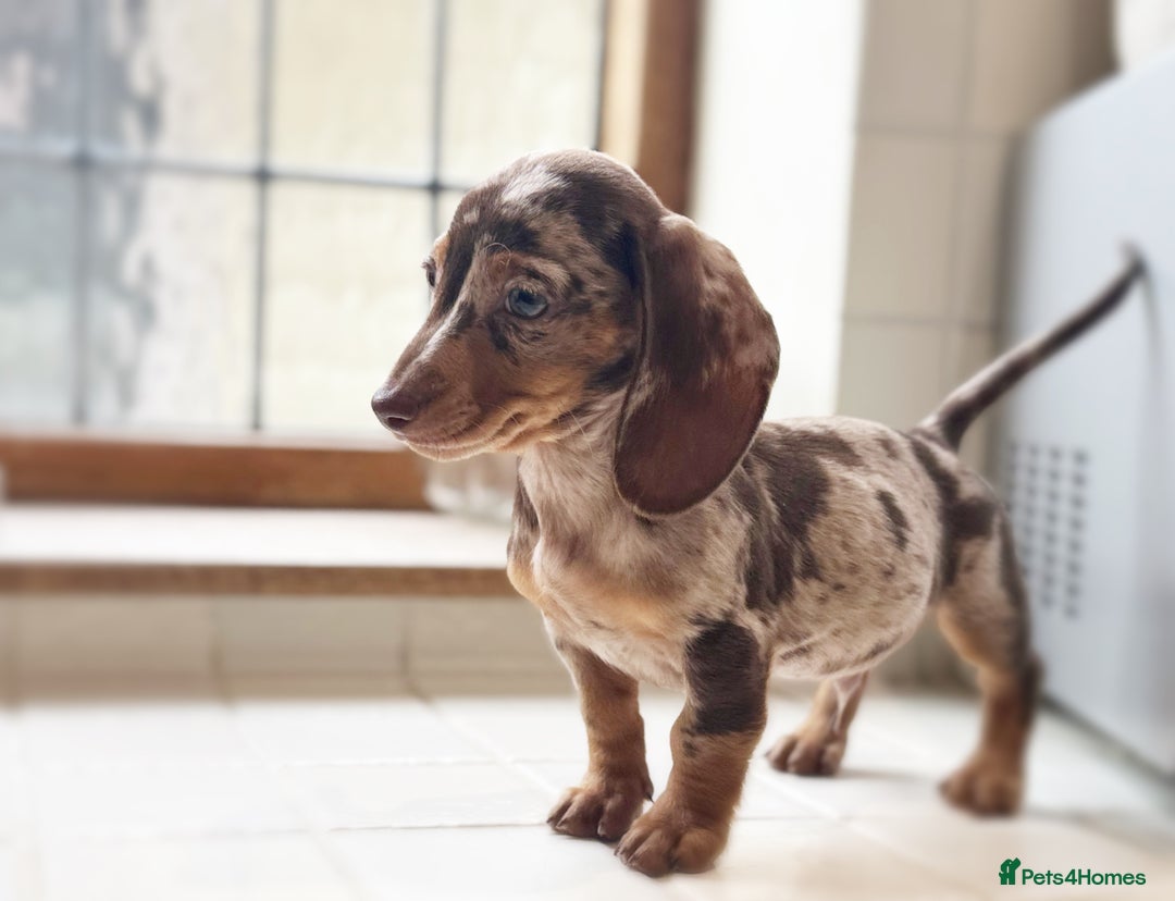 Miniature Dachshund dogs for sale: Health tested Mini dachshund puppies  - Image 4