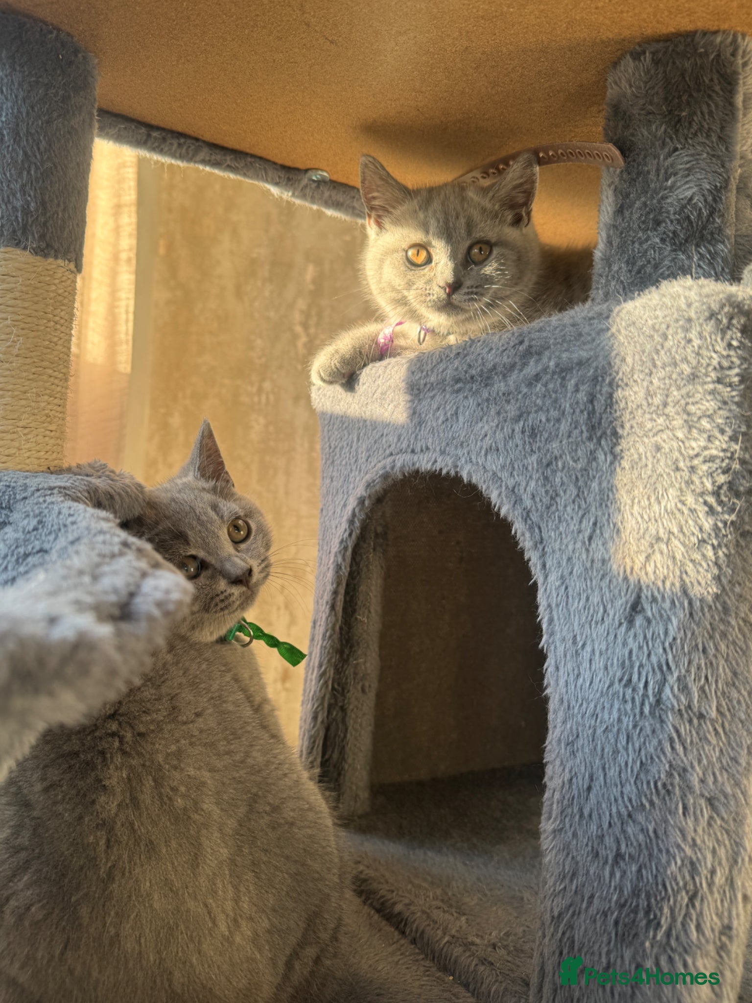 British Shorthair cats for sale: Beautiful British shorthair kittens  - Advert 7