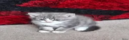 Mixed Breed cats for sale: Female kittens  - Advert 1