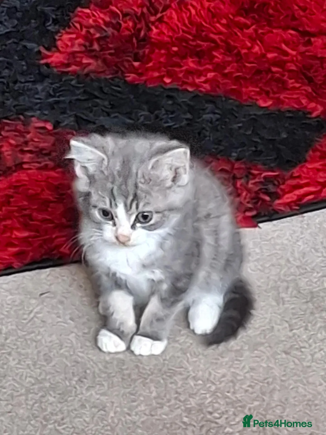 Mixed Breed cats for sale: Female kittens  - Advert 1