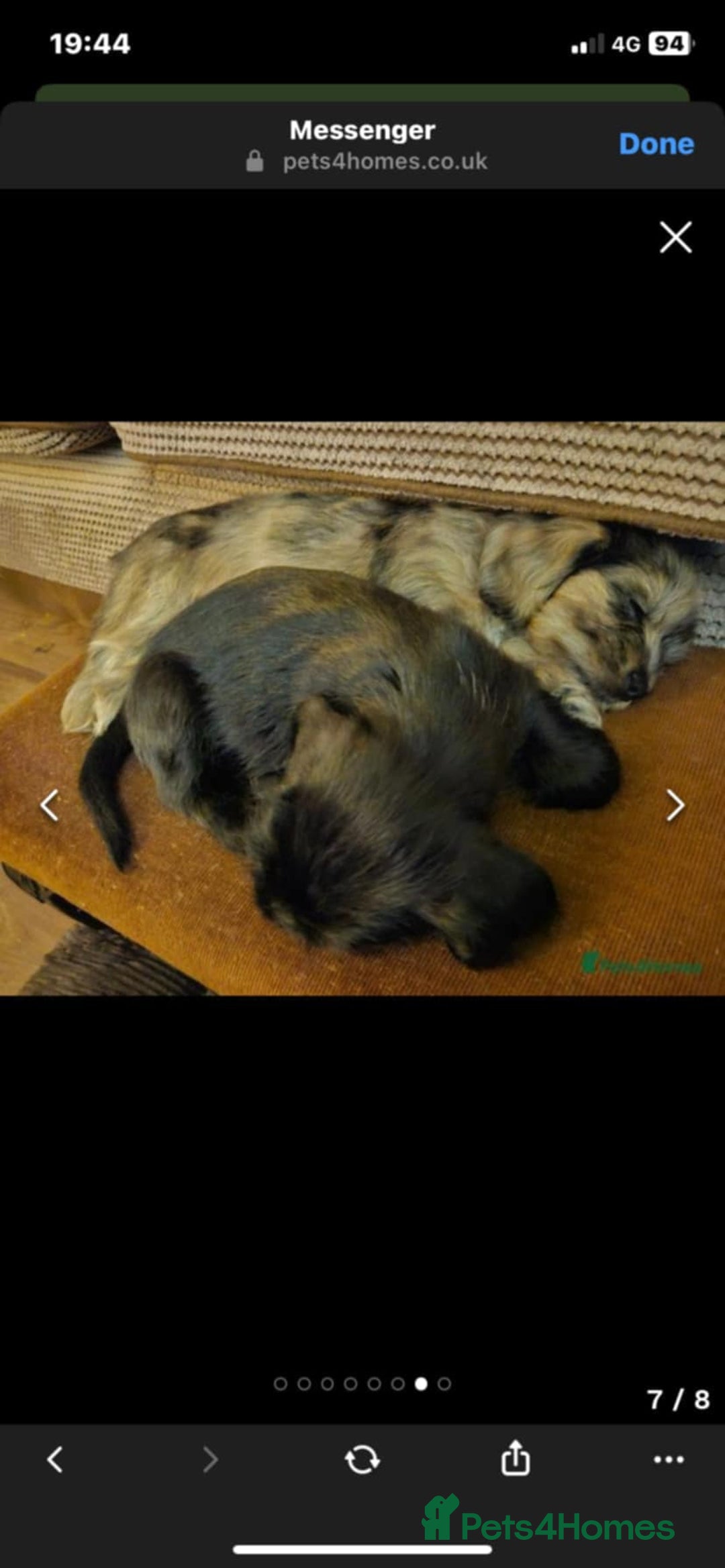 Mixed Breed dogs for stud: Dachshund x Shih Tzu for stud - Image 9
