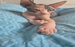 Sphynx cats for sale: Sphynx  - Image 5
