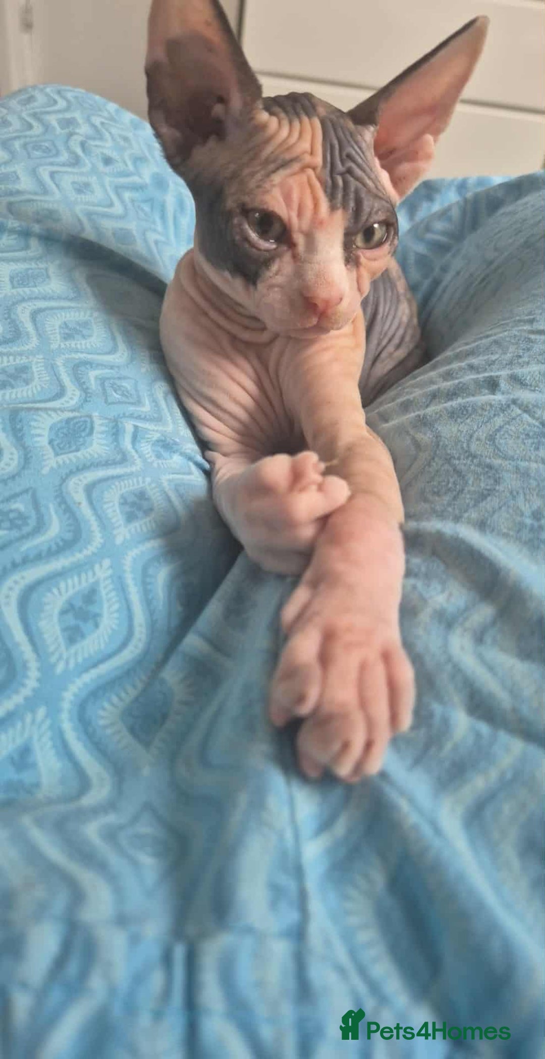 Sphynx cats for sale: Sphynx  - Image 5