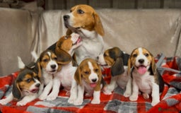 Beagle dogs for sale: SUPER CHUNKY KC SHOW BEAGLE PUPPIES - Image 18