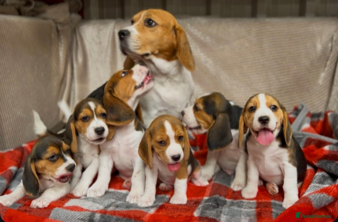 Beagle dogs for sale: SUPER CHUNKY KC SHOW BEAGLE PUPPIES - Image 18