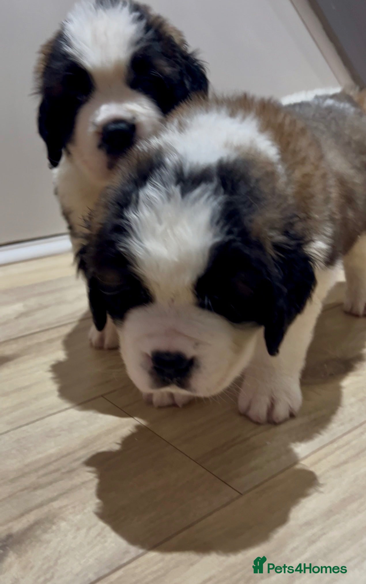 Saint Bernard dogs Perfect Show Quality KC registered Puppies - Advert 2