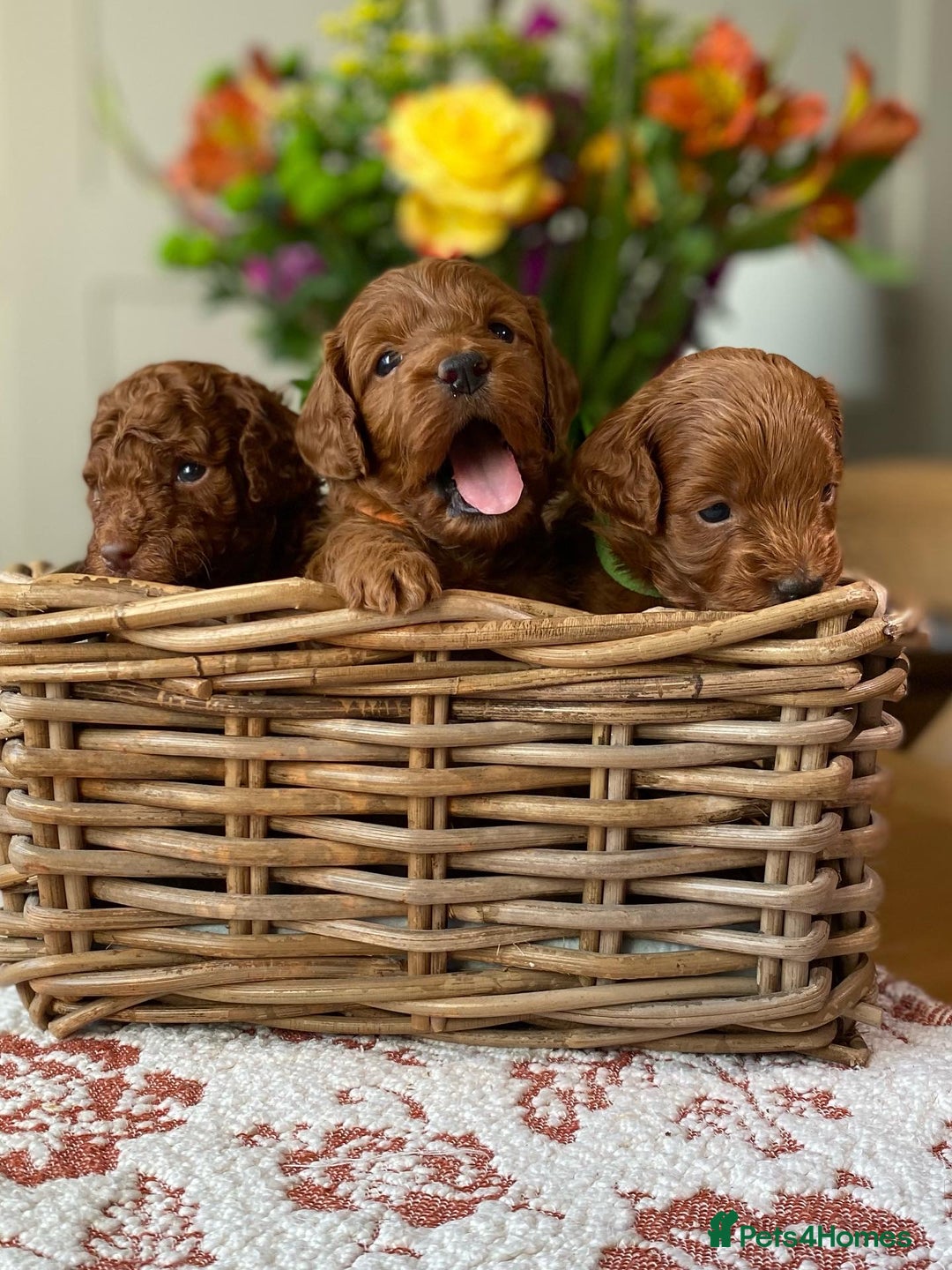 Cockapoo dogs for sale: Stunning F1b Red Cockapoos 🐾 - Image 2
