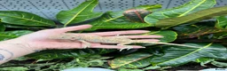Bearded Dragon reptiles for sale: Baby Bearded dragons At Urban Exotics  - Advert 3