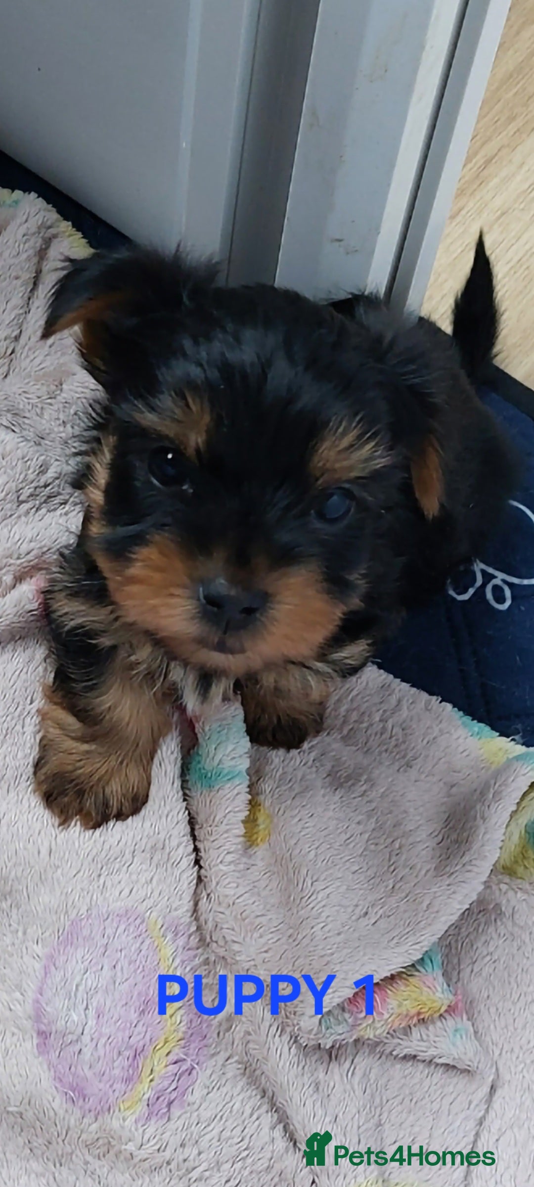 Yorkshire Terrier dogs for sale: YORKSHIRE TERRIER PUPPIES with OWN VET HEALTH CERT - Image 5