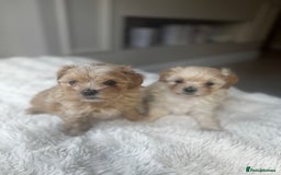 Maltipoo dogs for sale: Beautiful F1 Maltipoo puppies - Image 1