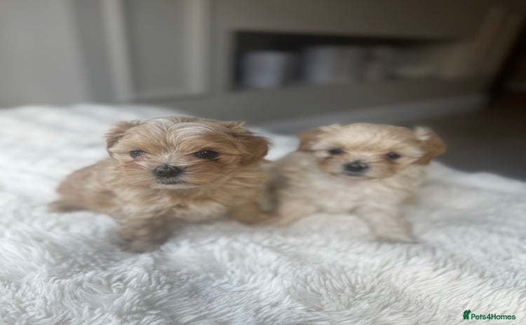 Maltipoo dogs - Advert 3