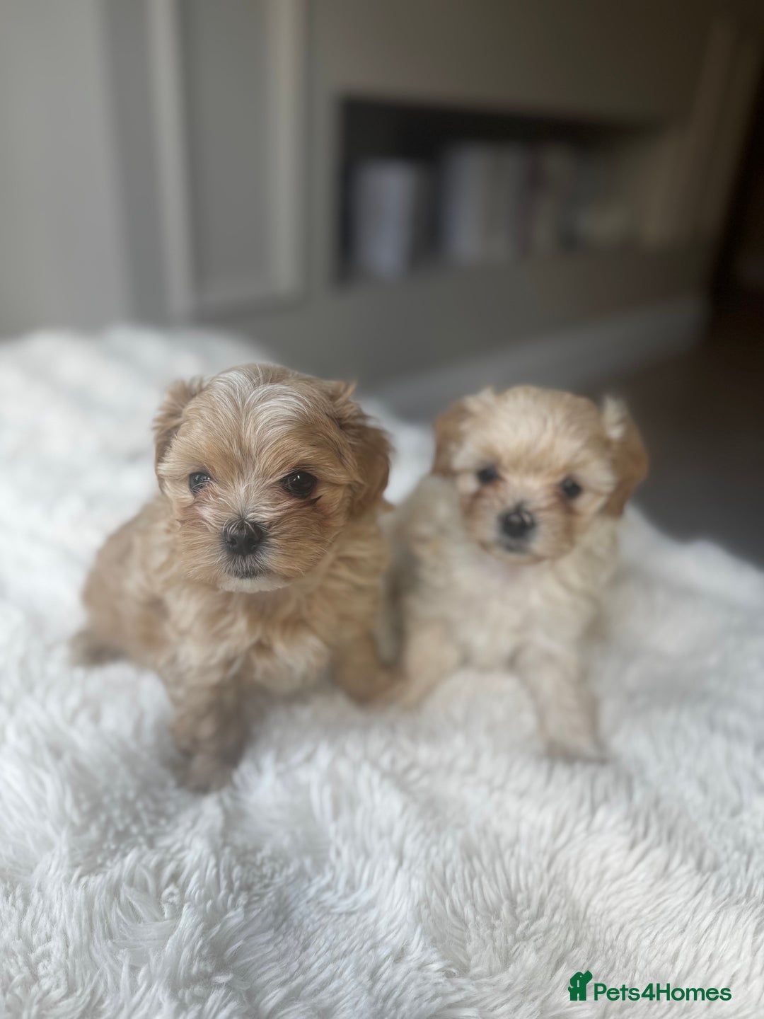 Maltipoo dogs for sale: Beautiful F1 Maltipoo puppies - Image 1