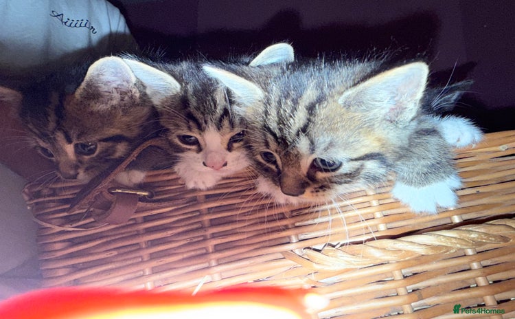 Brazilian Shorthair cats - Advert 1