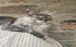 Maine Coon cats for stud: LARGE High Black Smoke Stud - Advert 3