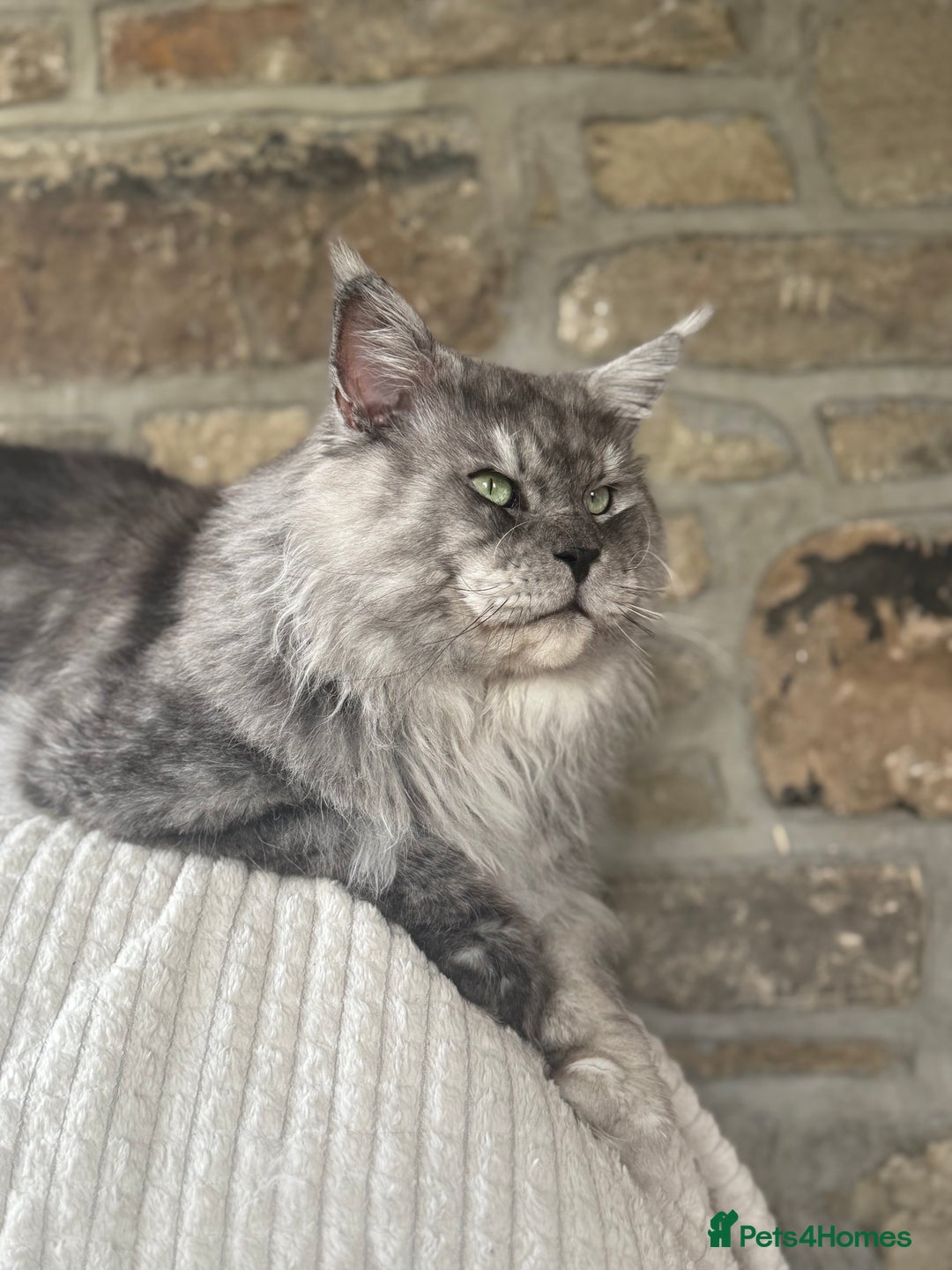 Maine Coon cats for stud: LARGE High Black Smoke Stud - Advert 3