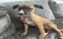 Whippet dogs for sale: Whippet male - Image 1