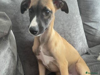 Whippet dogs - Advert 1