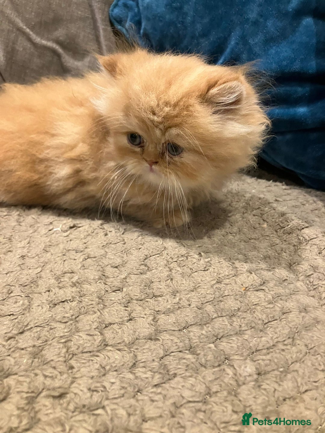 Exotic cats for sale: Pure bred exotic kittens for sale - Image 2