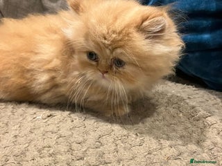 Exotic cats REDUCED Pure bred exotic kittens for sale - Advert 4